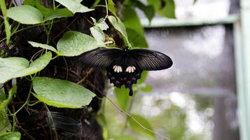 Black butterfly with white spots resting on green leaves in a tropical forest background. photo