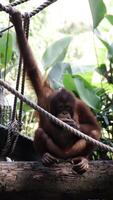 Young Orangutan Sitting on Tree Trunk Grasping Ropes in Natural Habitat with Green Tropical Foliage in the Background photo
