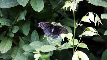 Black Butterfly with Iridescent Wings Resting on Green Leaves in a Lush Garden Background photo