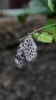 Closeup of a Black and White Butterfly Resting on Green Leaf with Soft Background, Featuring Delicate Wing Patterns and Natural Outdoor Setting photo