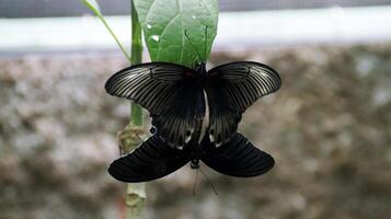 Two Black and White Butterflies Mating on a Green Leaf in a Natural Setting with a Soft Blurred Background photo