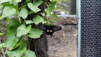 Black butterfly with white and red markings resting on green leaves against natural background in a butterfly garden photo