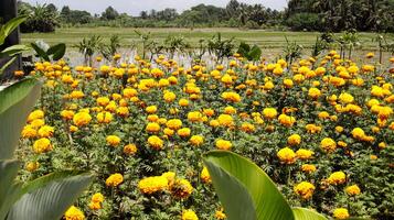 Vibrant yellow marigold flowers blooming in a rural field under a sunny sky with lush green rice paddies in the background creating a picturesque agricultural landscape photo