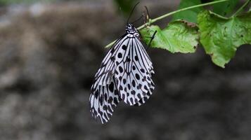 Closeup of a Black and White Butterfly Resting on Green Leaf with Soft Background, Featuring Delicate Wing Patterns and Natural Outdoor Setting photo