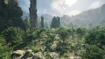A serene forest landscape with towering trees and ancient rocks video