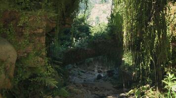 A serene forest stream surrounded by vibrant greenery. mountain path video