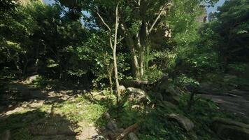 A scenic woodland landscape in New Zealand. mountain path video