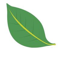 Illustration Design of green leaf theme, flat design of leaf icon. nature themed design. this leaf design is like leaf falling from above vector