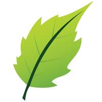 Illustration Design of a green leaf. A combination of flat design and gradient colors. vector