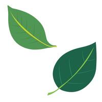 design of 2 leaf icons that look like they are falling from above. flat design of leaf icons vector
