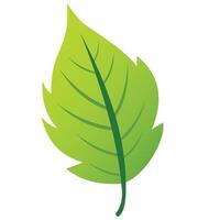 Illustration design with green leaf theme, a combination of flat design and gradient color in a leaf icon. vector