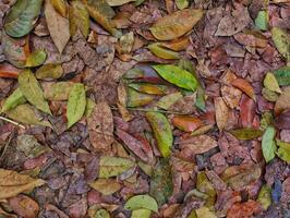 background of dry leaves mixed with wet in close up photo from top angle