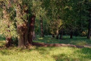Golden light on a stand of trees early in the day. photo