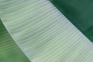 An abstract image of green foliage that looks like a soft blanket. photo