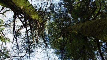 Rotating Towards The Tall Trees Of The Mountain In Umbria video