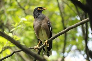 Beautiful portrait of common myna or Indian myna Acridotheres tristis perched on a branch with green leaves background photo