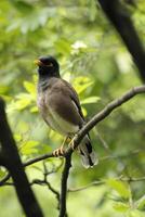 Beautiful portrait of common myna or Indian myna Acridotheres tristis perched on a branch with green leaves background photo