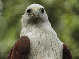 Beautiful portrait of Brahminy kite bird Haliastur Indus starring with sharp eyes photo