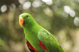Portrait of colorful beauty Eclectus Parrot Eclectus roratus isolated on blurred background photo