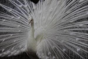 White peacock or white peafowl with dark background in a zoo photo