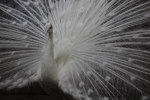White peacock or white peafowl with dark background in a zoo photo