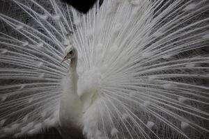 White peacock or white peafowl with dark background in a zoo photo