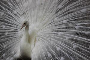 White peacock or white peafowl with dark background in a zoo photo