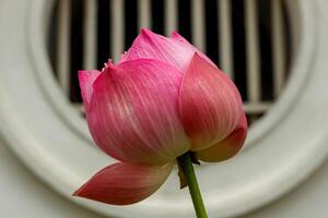Pinky lotus bud Nelumbo nucifera isolated on white background photo