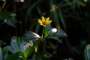 Close up of tiny yellow melampodium or butter daisy melampodium divaricatum with leaves on a garden photo