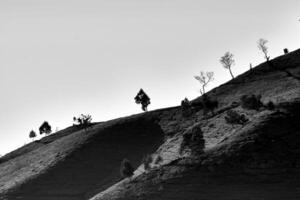 The hillside with trees under a clear sky in black and white photography photo