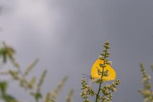 Beautiful yellow butterfly perch in a longan tree flower photo