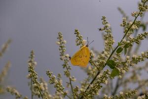 Beautiful yellow butterfly perch in a longan tree flower photo