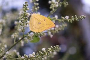 Beautiful yellow butterfly perch in a longan tree flower photo