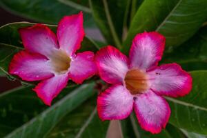 The pink color of adenium flowers with dew drops in the morning photo