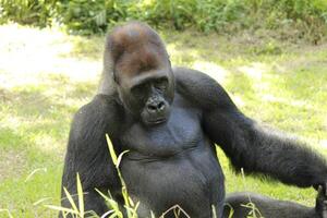 Gorilla Troglodytes gorilla, the herbivorous apes that inhabit the forests of central Sub-Saharan Africa, sitting on ground in zoo photo