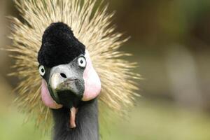 Beautiful portrait of grey crowned crane or African crowned crane Balearica regulorum with bokeh background of green grass in a zoo photo