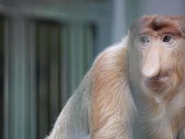 Portrait of male proboscis monkey Nasalis larvatus or long-nosed monkey in a cages of a zoo. Nasalis larvatus is a native species of monkey in Southeast Asia photo