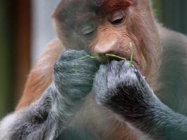 Portrait of male proboscis monkey Nasalis larvatus or long-nosed monkey in a cages of a zoo. Nasalis larvatus is a native species of monkey in Southeast Asia photo
