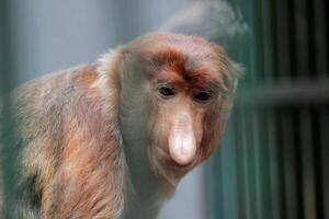 Portrait of male proboscis monkey Nasalis larvatus or long-nosed monkey in a cages of a zoo. Nasalis larvatus is a native species of monkey in Southeast Asia photo