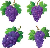 Bunch of grapes with leaf white background. vector