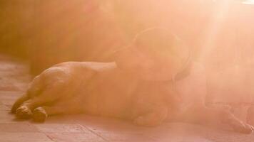 A dog laying on the ground with the sun shining through video