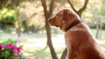 A dog is sitting on a bench looking out at the trees video