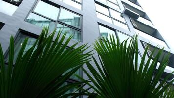 A residential building with tropical plants creates a feeling of comfort and freshness. The low viewing angle adds charm, emphasizing the harmony video