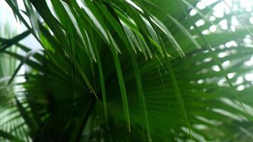 A close-up of green plant leaves adorned with raindrops creates an atmosphere of freshness and vitality. This scene highlights the beauty of nature and the importance of water in the ecosystem video