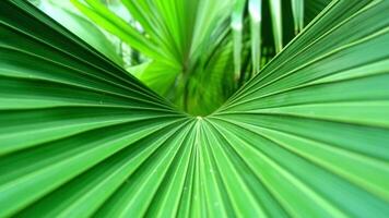 A close-up of green plant leaves adorned with raindrops creates an atmosphere of freshness and vitality. This scene highlights the beauty of nature and the importance of water in the ecosystem video