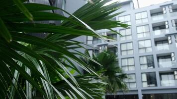 A residential building with tropical plants creates a feeling of comfort and freshness. The low viewing angle adds charm, emphasizing the harmony video