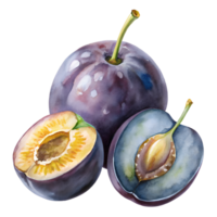 Watercolor hand drawn Prune png