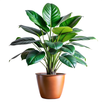 Modern indoor plant. leaves in a pot png