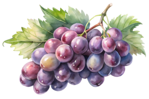 Watercolor hand drawn grape with leaves stems isolate on transparency background png