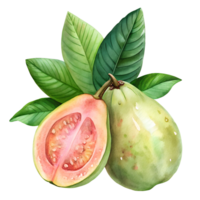 Watercolor hand drawn Guava with leaves stems isolate on transparency background png